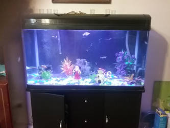 Fish Tank