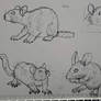 Animals Study 1/15 - Rats