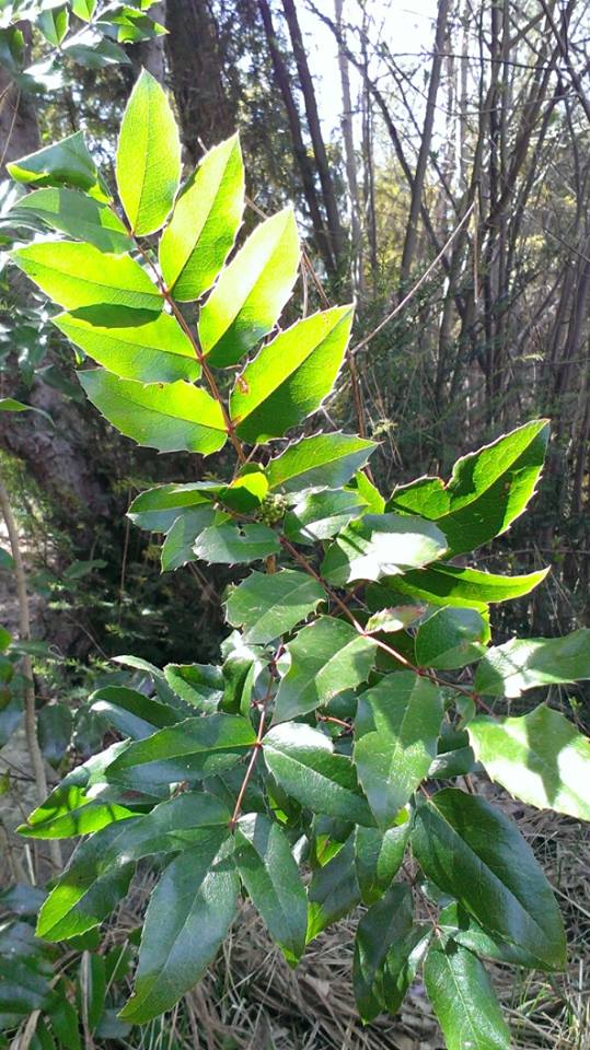 Prickly Bush