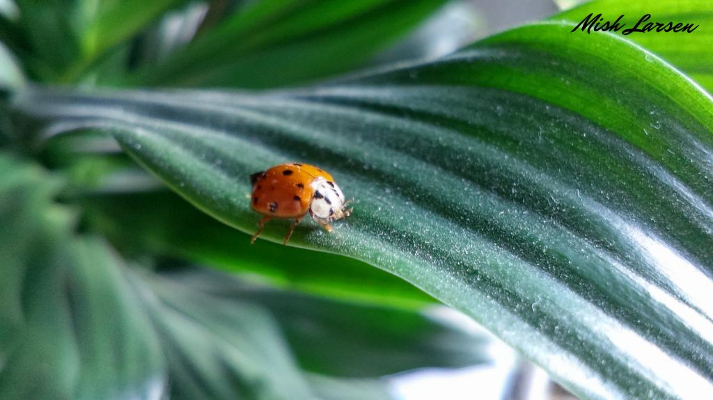 Lady Bug