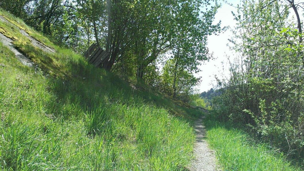 A path through the Meadow