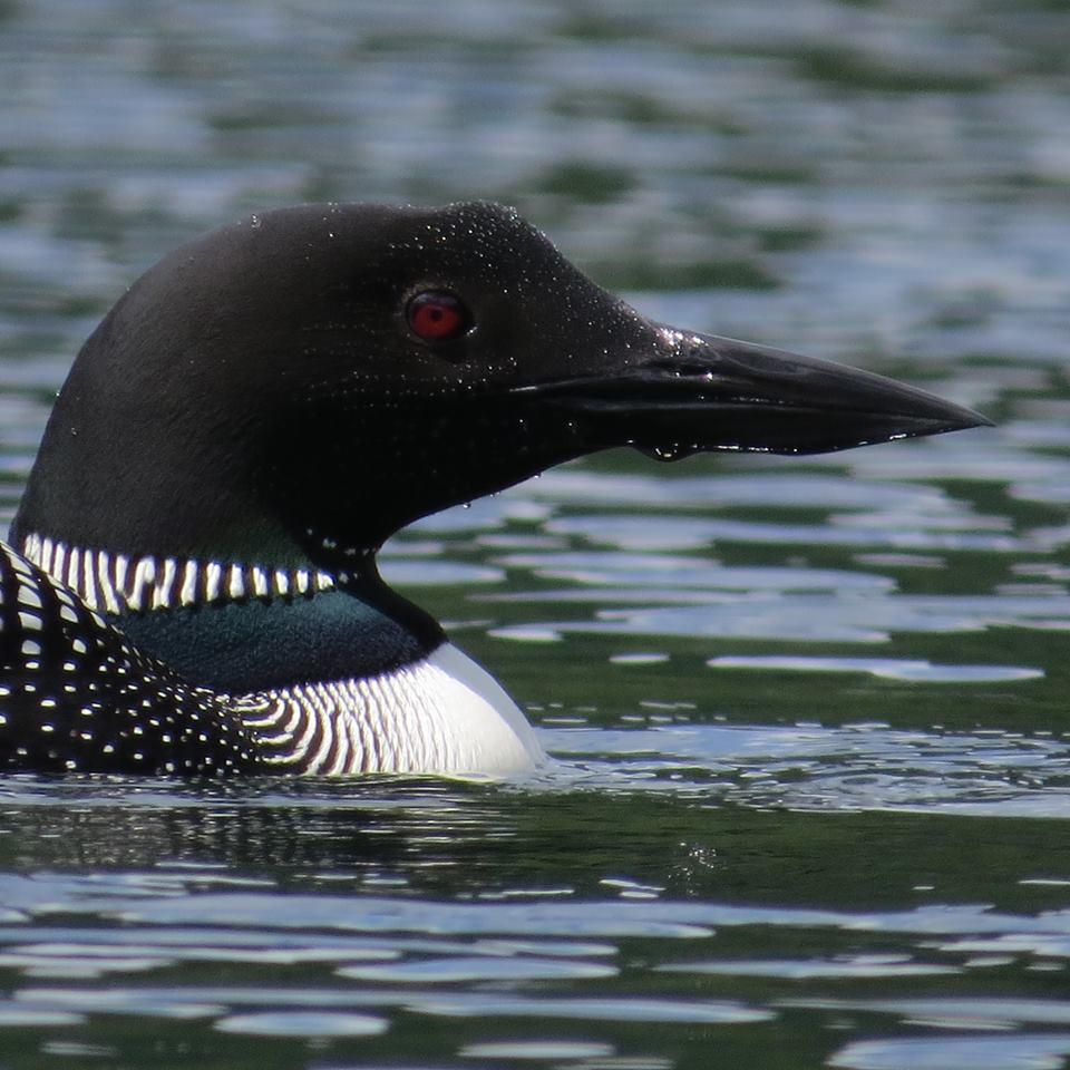 Male Loon