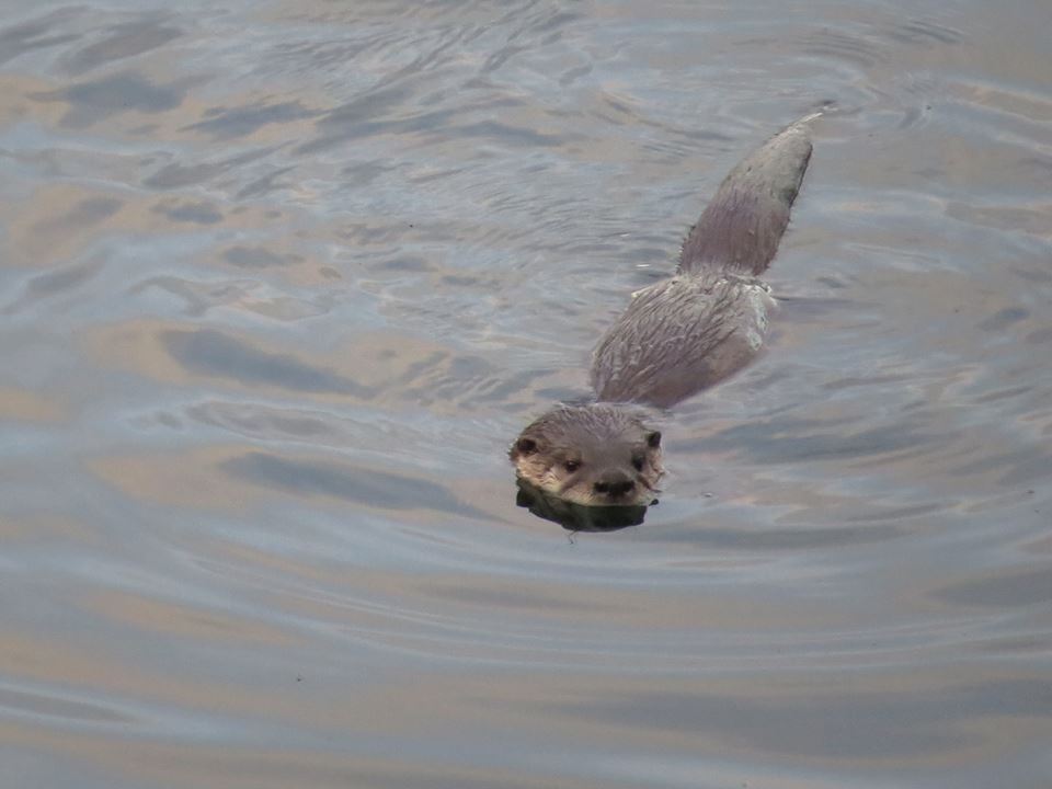 Otter