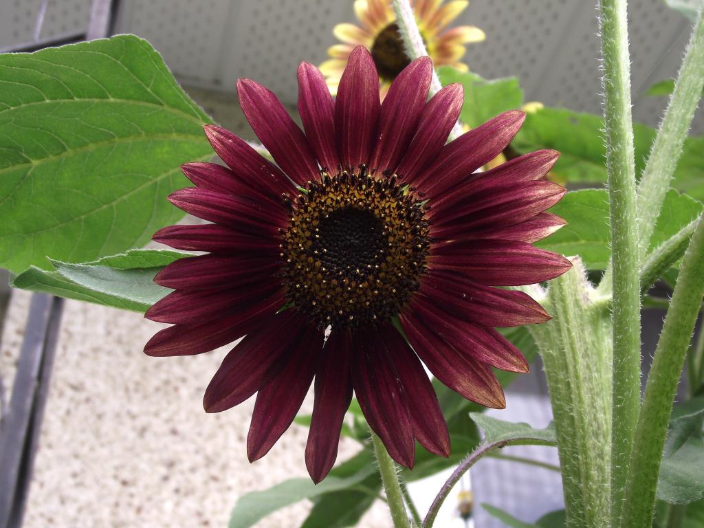 Dark Sunflower