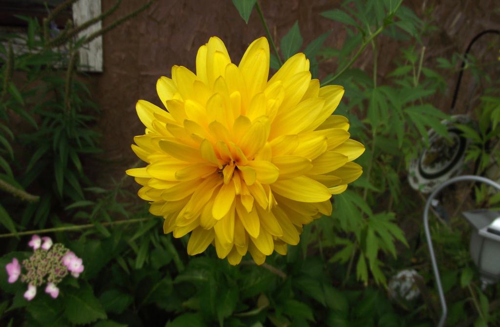 Yellow Flower