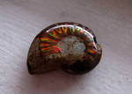 Iridescent Ammonite by Earthmagic