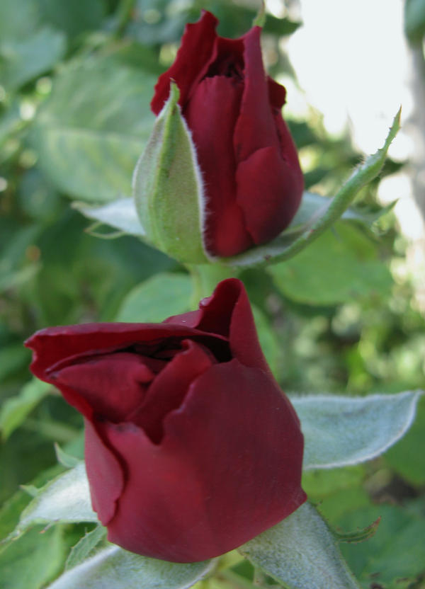 Rose buds