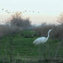 Great Egret and others