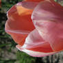 Soft Pink Tulip