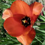 Fun Orange Tulip