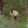 Young female Tule Elk