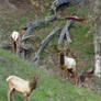 Tule elk on the mountain