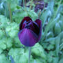 Purple Tulip