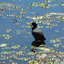 Mud Hen and Flower Petals