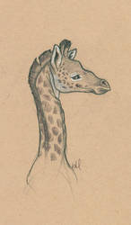 Giraffe Study