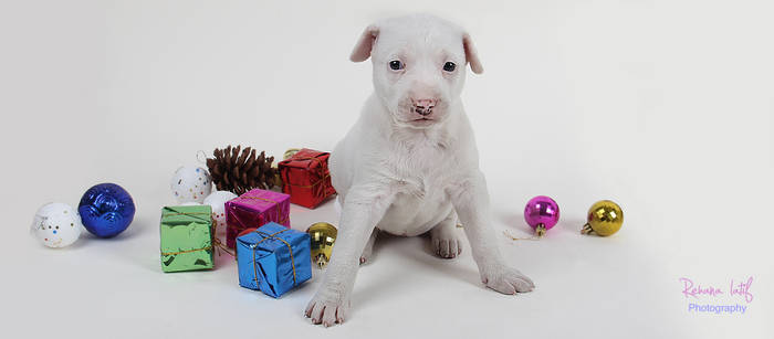 Gifts and puppy