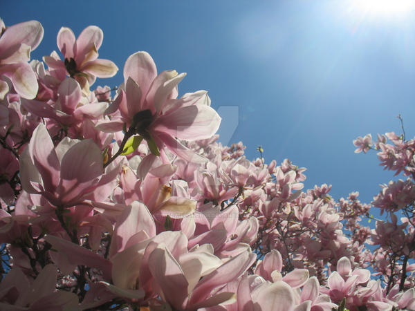 sea of flowers