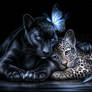 Leopards