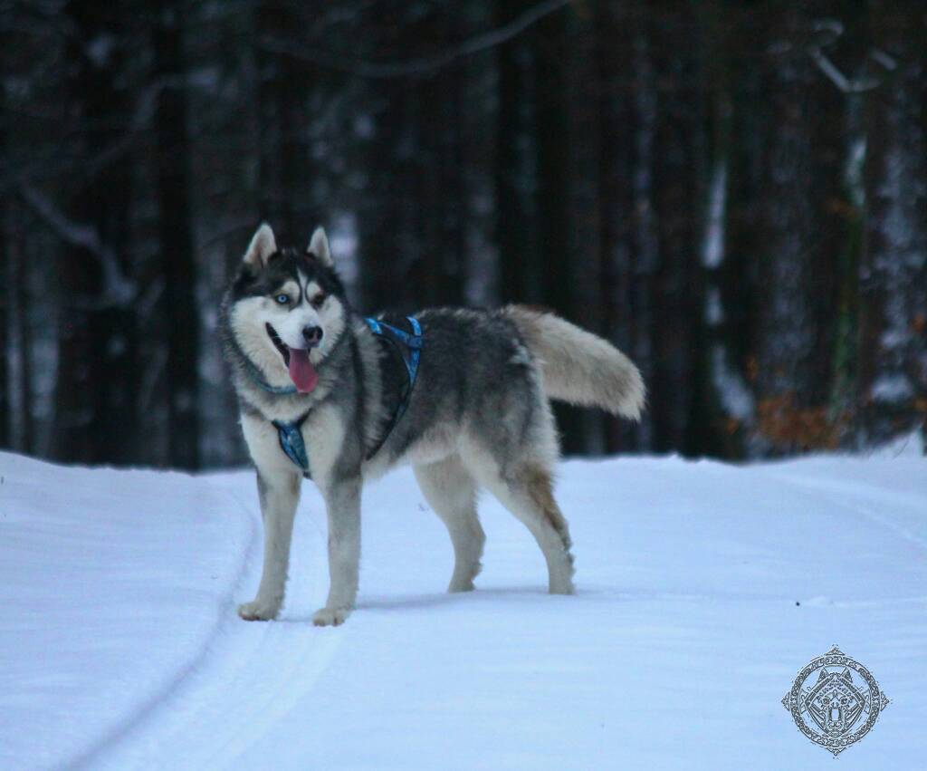 Siberian husky - Argo - Before hunting