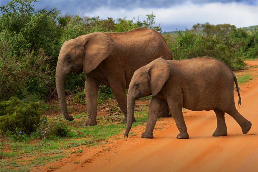 addo elephants