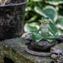 YogaFrog - HornedToad