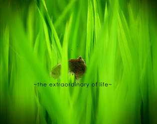 the extraordinary life