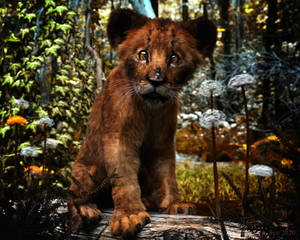 Little Lion