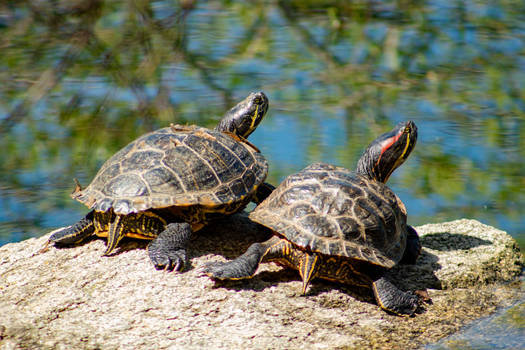 Turtles together