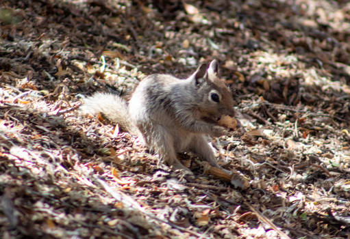 Ground Squirrel