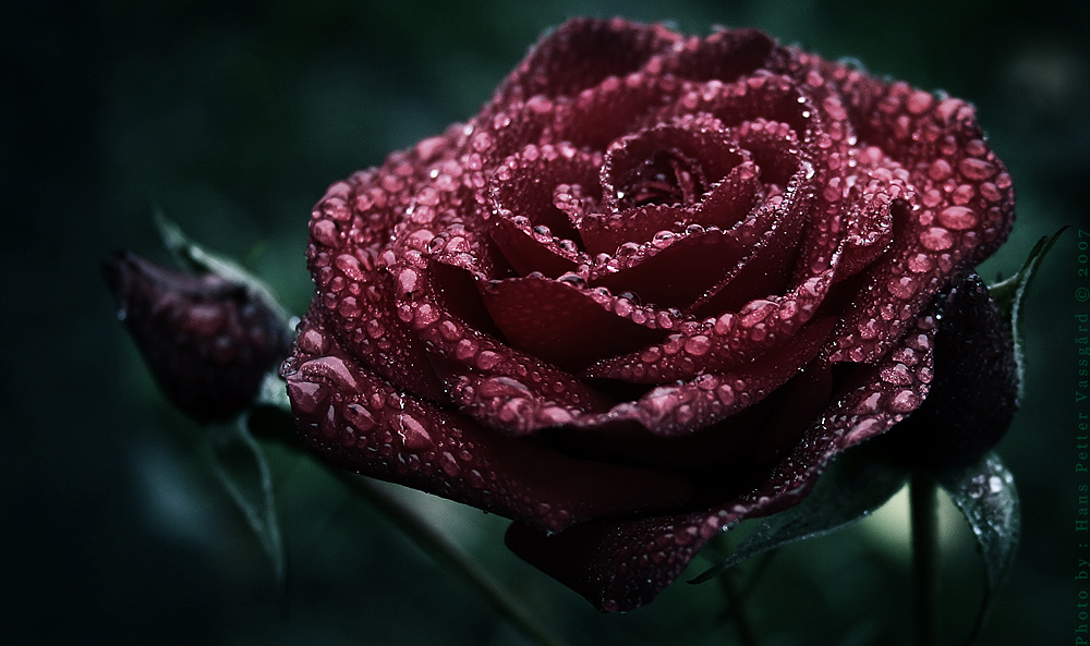 Scarlet by Taragon