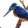 Kingfisher 02