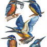 Kingfisher 04