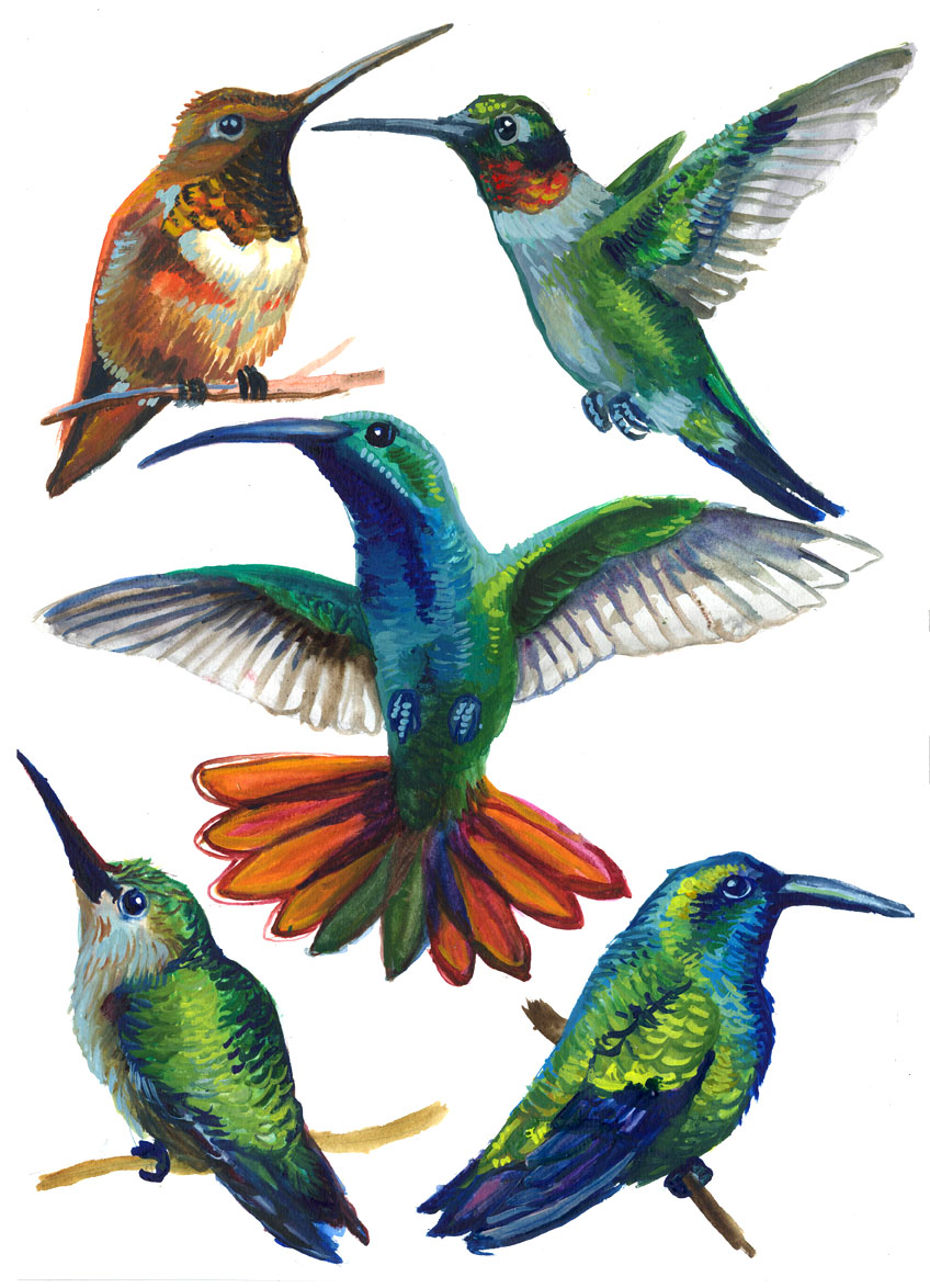 Hummingbirds