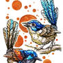 Lovely Fairywren