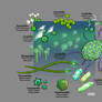 Microphytoplankton