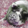 Pig in pink grass