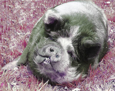 Pig in pink grass