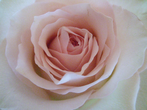 White Rose by Valdemaras