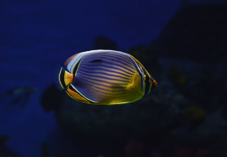 Butterflyfish