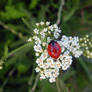 Ladybug