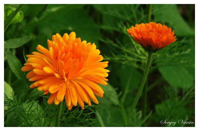 Calendula officinalis