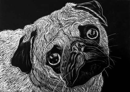 Pug