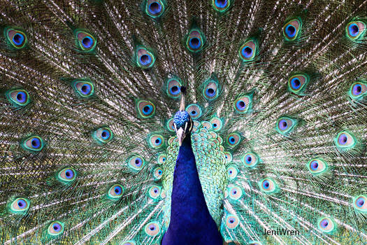 Peacock