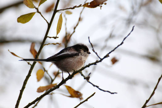 Longtailtit