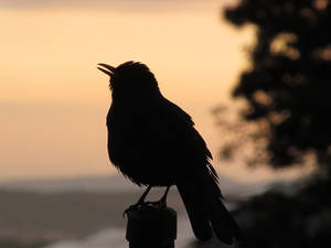 The day's last song by irrlicht71 The day's last song by irrlicht71