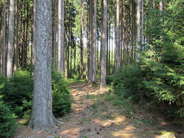 In the pine forest