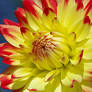 Colors of a dahlia