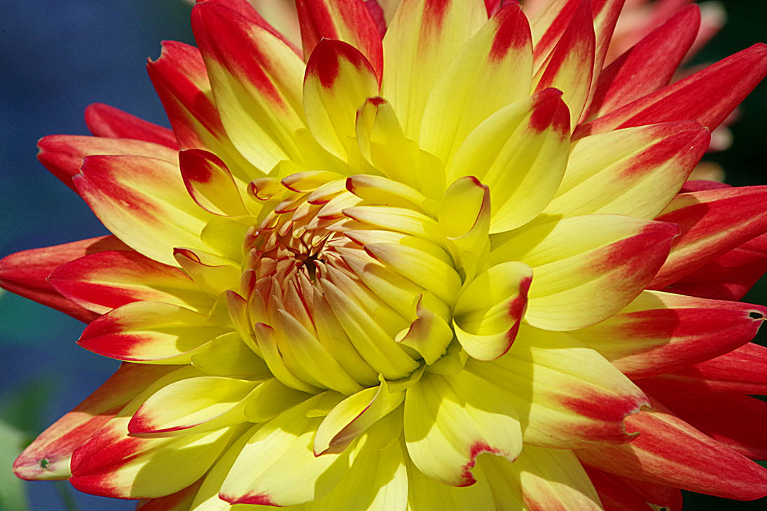 Colors of a dahlia by irrlicht71