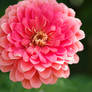 Pink zinnia