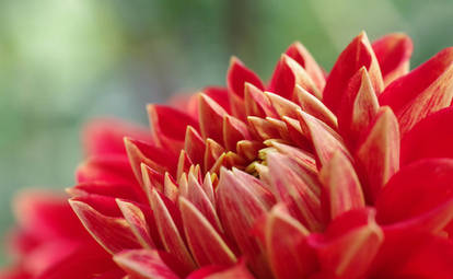 Red dahlia